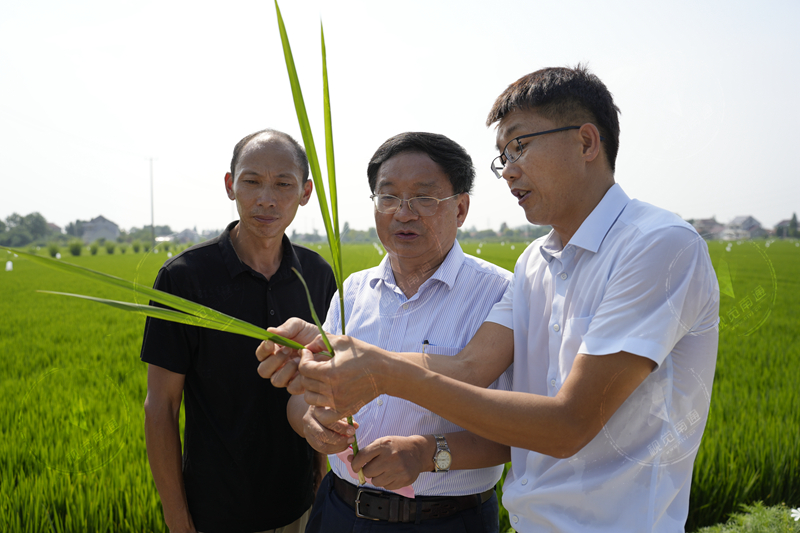 院士優質品種“牽手”栽培良法，助力如東優質稻米產業高質量發展